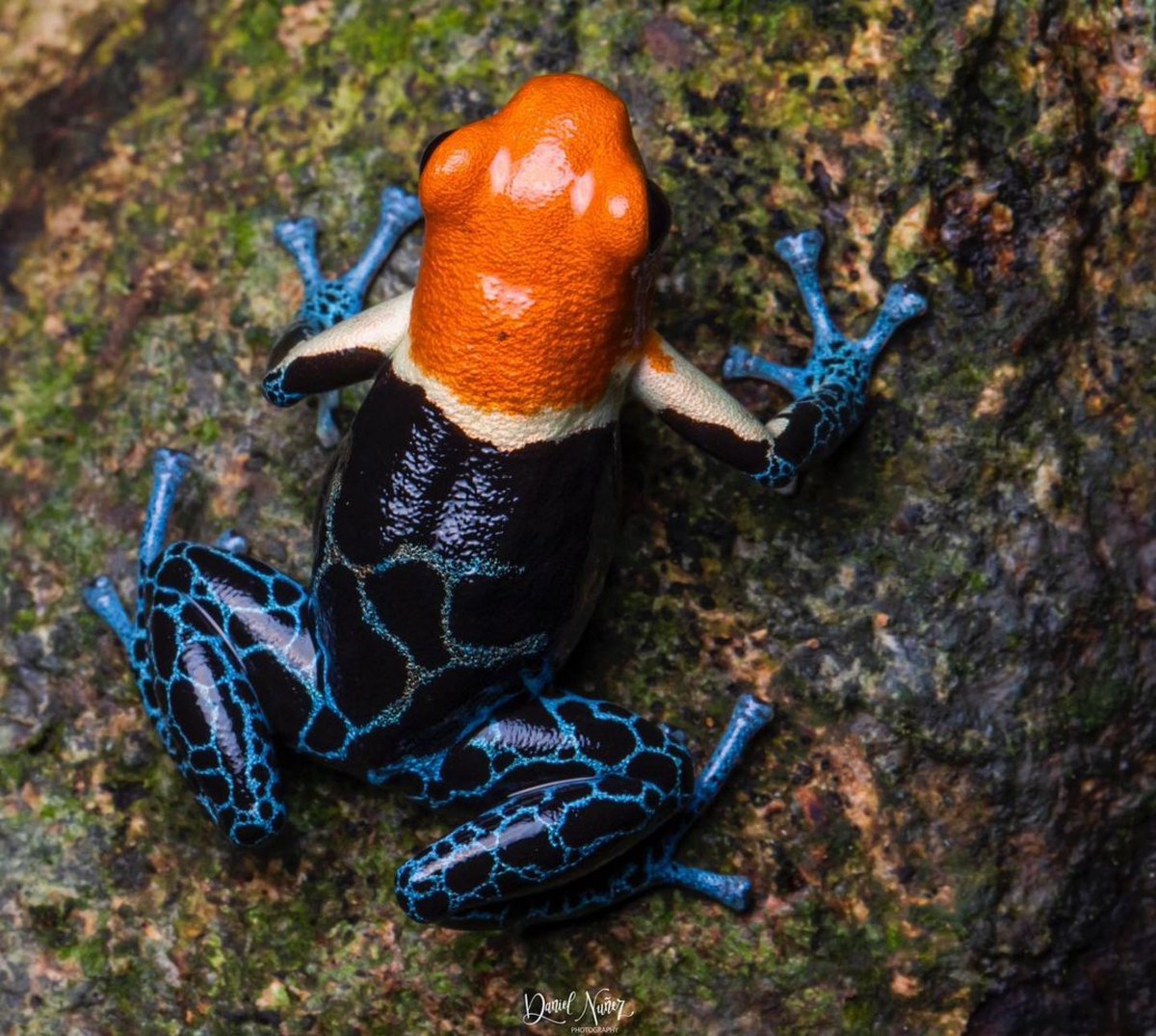 Red-headed poison frog (Ranitomeya fantastica), photo taken by Daniel Núñez