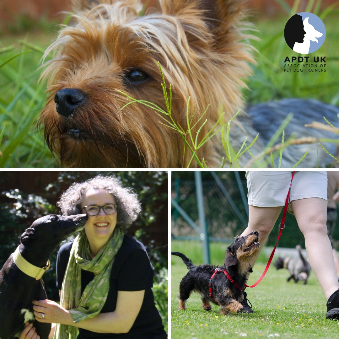 apdt_uk's tweet image. Happy Terrier and Hound Day from Crufts Day 3! Learn more about these Dachshunds with our webinar by Caroline Wilkinson - A Deep Dive into Dachshunds: apdt.co.uk/webinars/ #TerrierAndHoundDay #Crufts2023  #PositiveDogTraining.