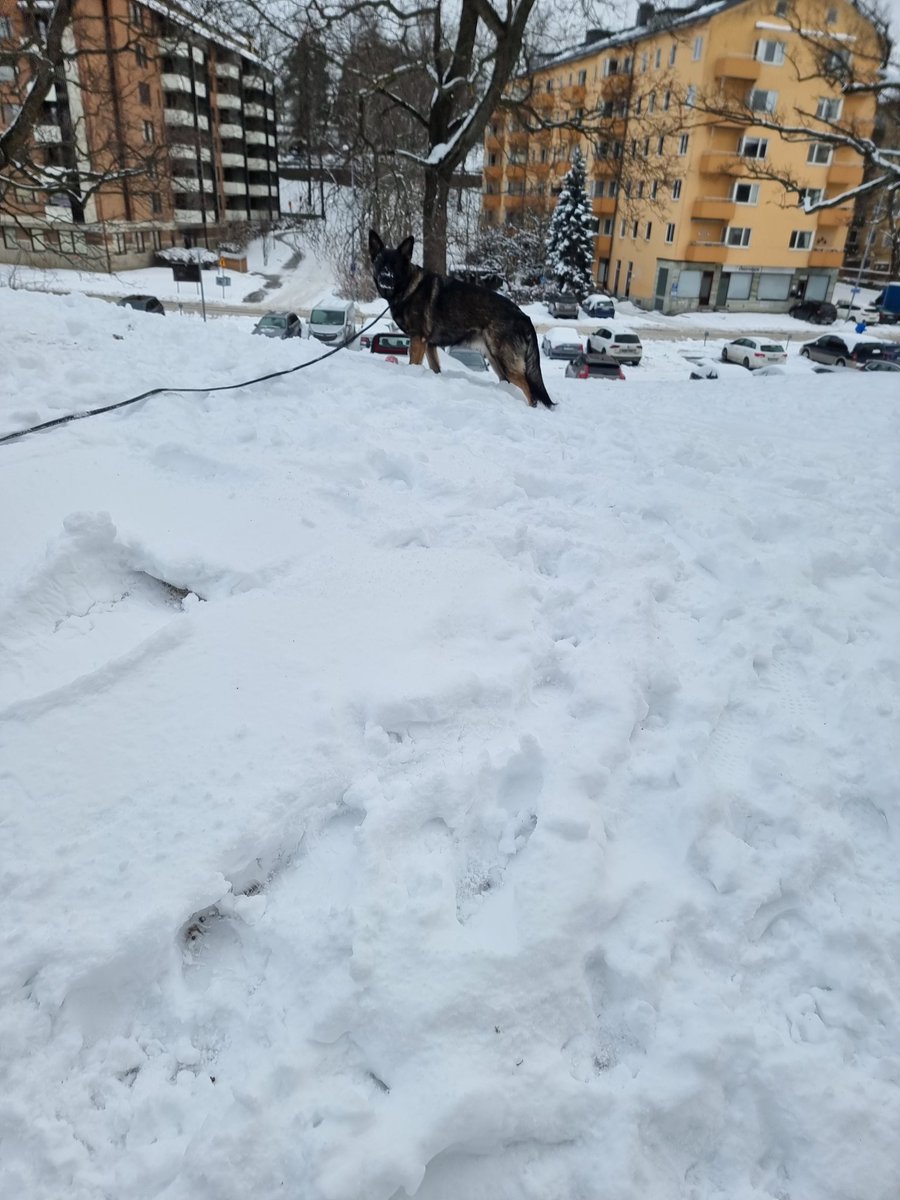 Fredrik Backman tweet media