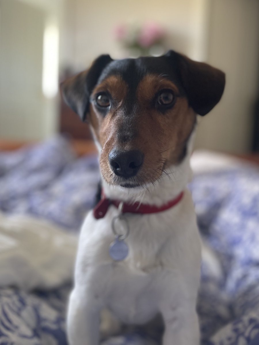 BBC Cameron Buttle tweet media