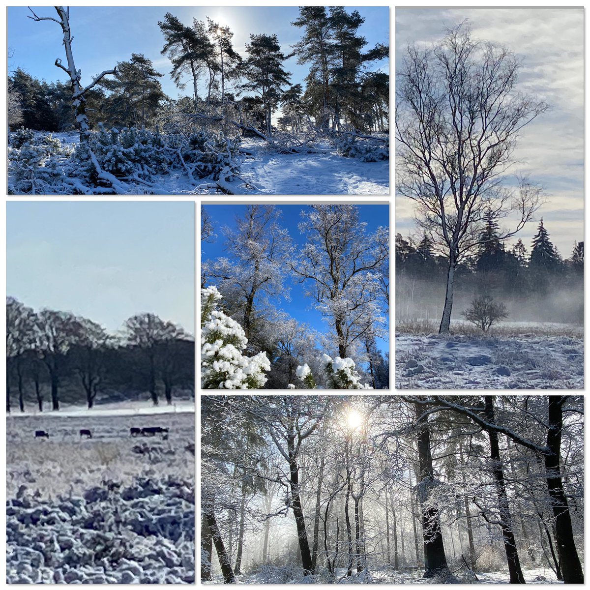 Prachtig <a href="/HogeVeluwe/">NP De Hoge Veluwe</a> nu
