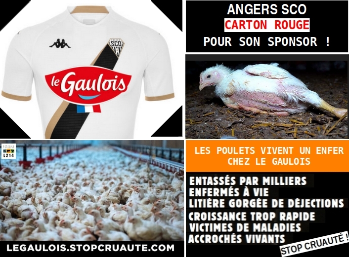 @AngersSCO Afficher le logo Le Gaulois sur vos maillots alors que la marque cautionne le pire de l'élevage intensif des poulets... C'est INADMISSIBLE 😡
Il serait temps d'encourager votre sponsor à changer ses pratiques.
#StopCruauté