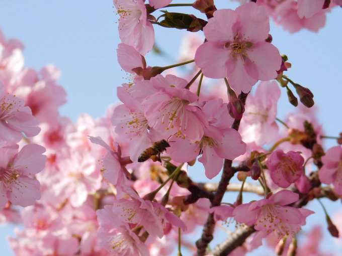 「blossoms」のTwitter画像/イラスト(新着))