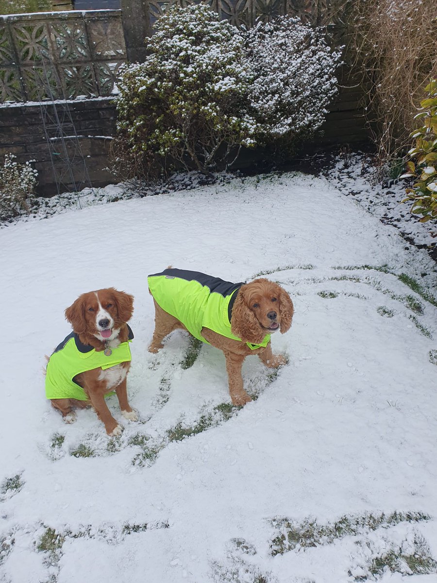 Susie The Cocker Spaniel tweet media