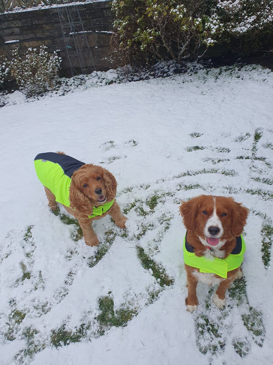 Susie The Cocker Spaniel tweet media