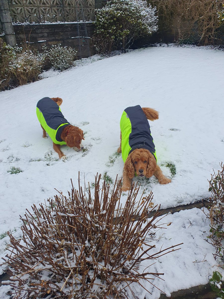 Play time in the snow with my sis <a href="/bloom_gal/">Milly - Golden Bloom Gal</a> yesterday ❄️  #dogsoftwitter #snowday