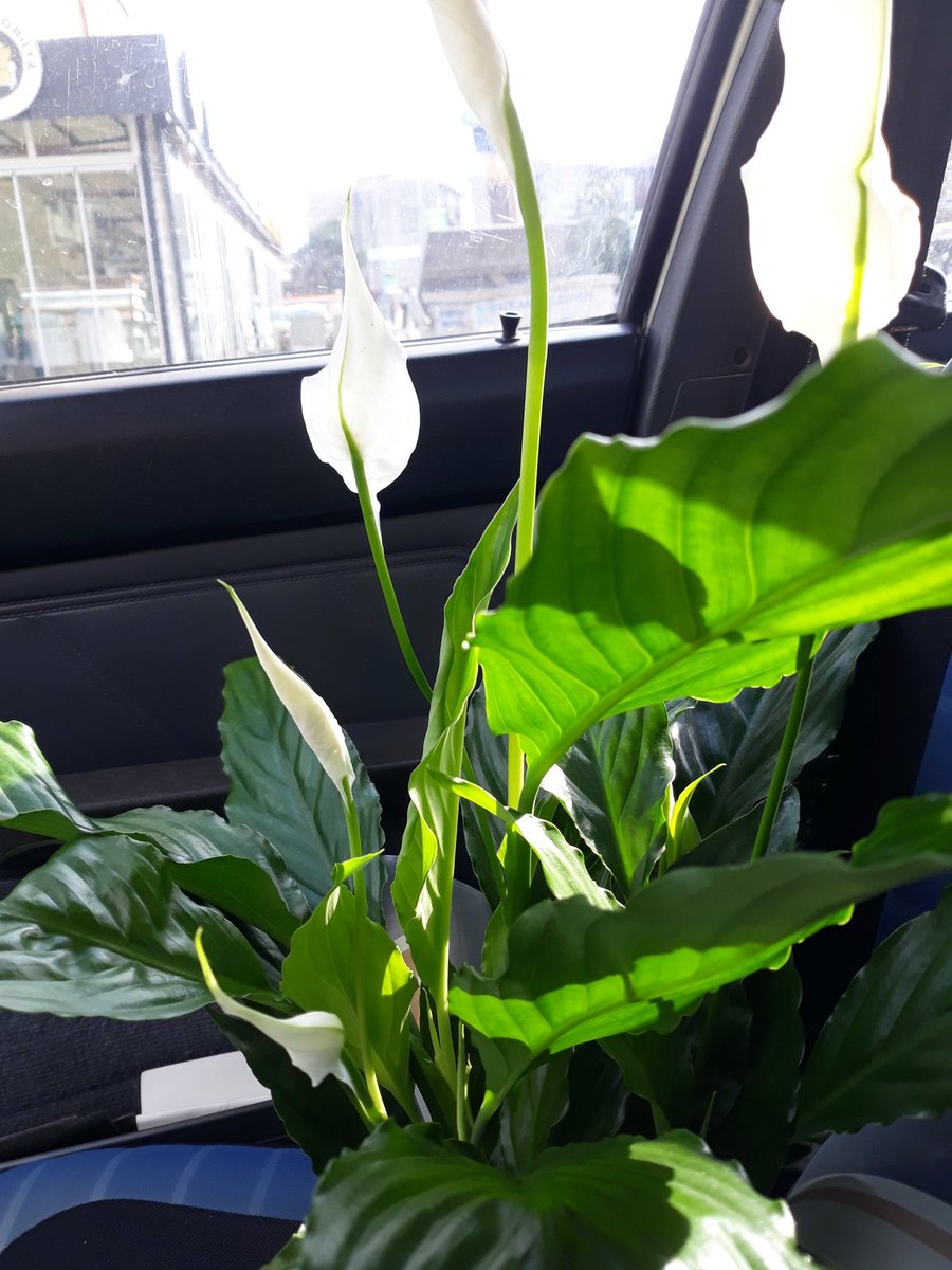 Çiçeğin sahibi alsın ama kavga yok herkese selam