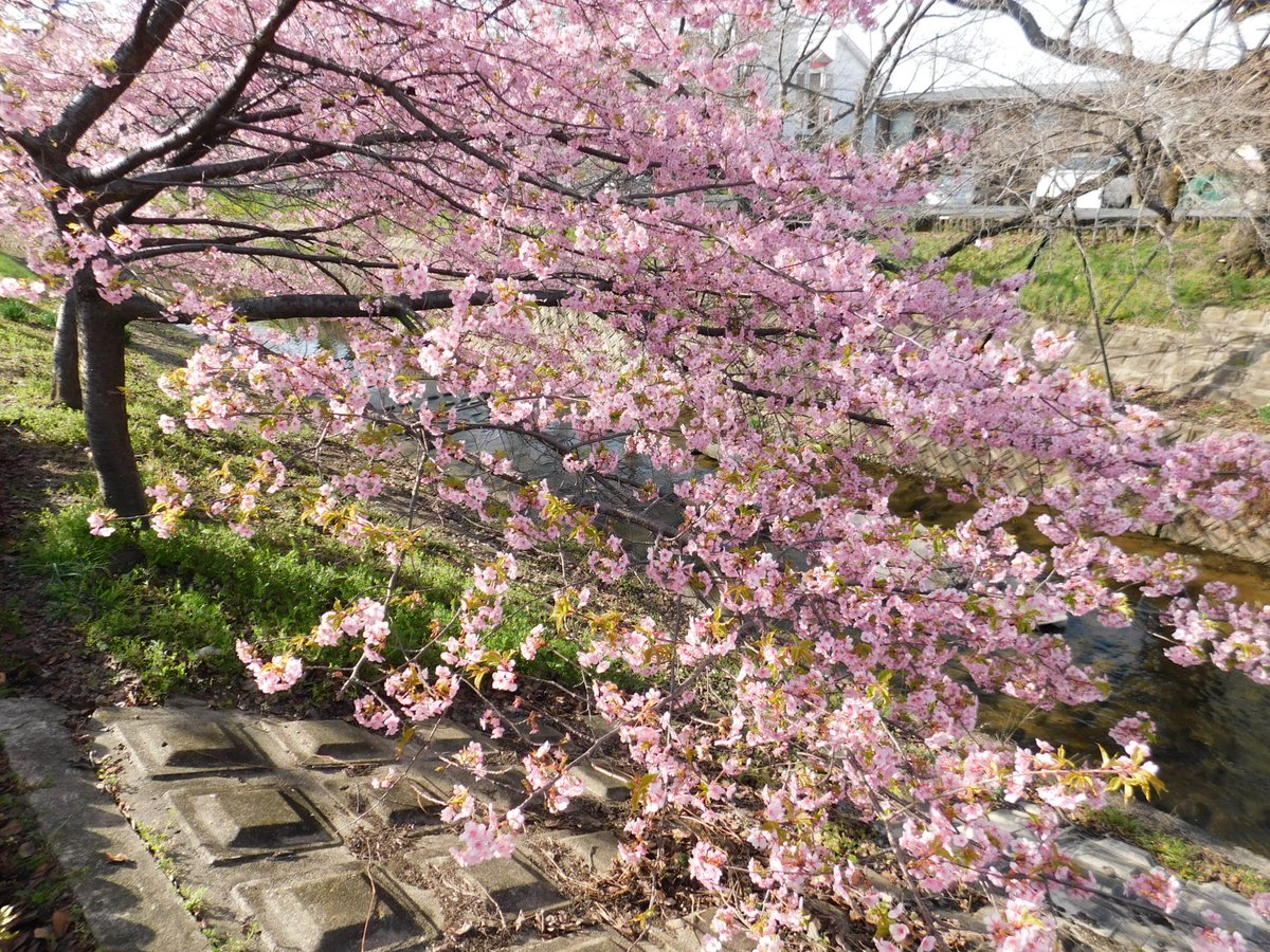 「今日も満開の河津桜を堪能…ミツバチがやってきているのがわかるかな?(^^)I s」|米田仁士 Hitoshi Yonedaのイラスト