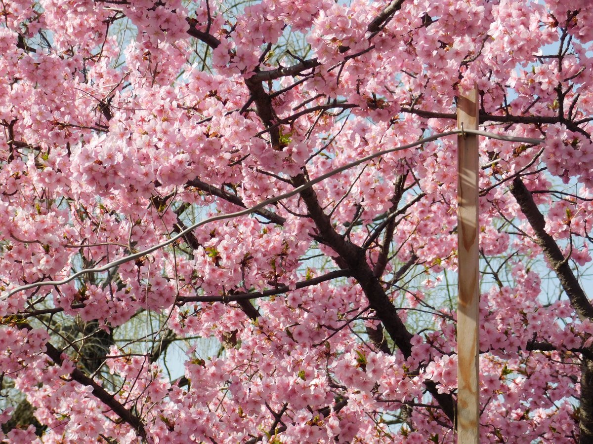 「今日も満開の河津桜を堪能…ミツバチがやってきているのがわかるかな?(^^)I s」|米田仁士 Hitoshi Yonedaのイラスト