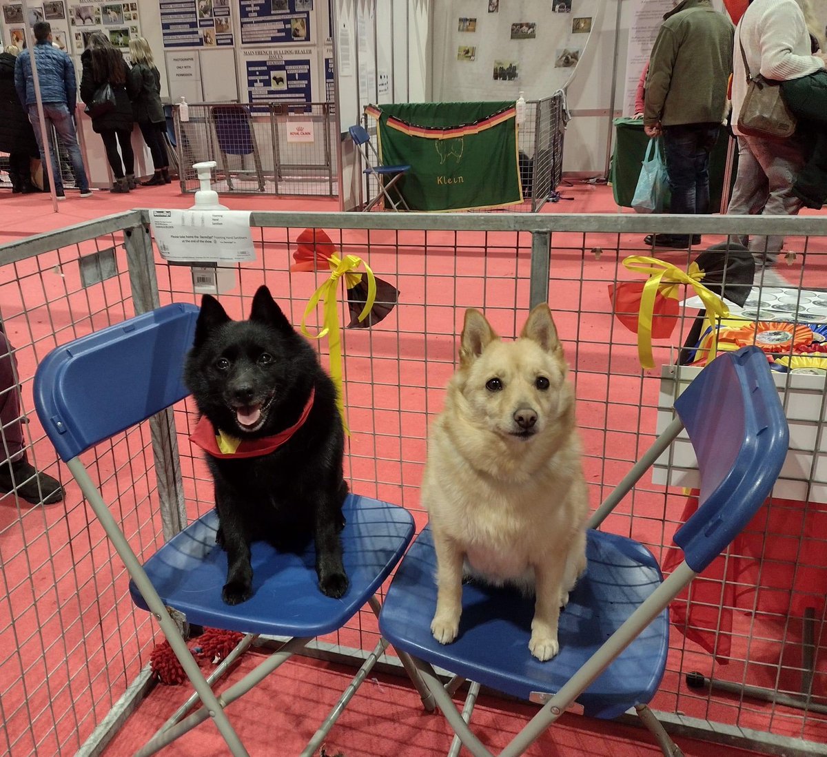 Here is Carat’s cream coloured daughter Ch Komargo Going For Gold with her dad Ch Aradet Expert Timing AWS VW representing their breed (the Schipperke) at #discoverdogs at #Crufts on Thursday.
