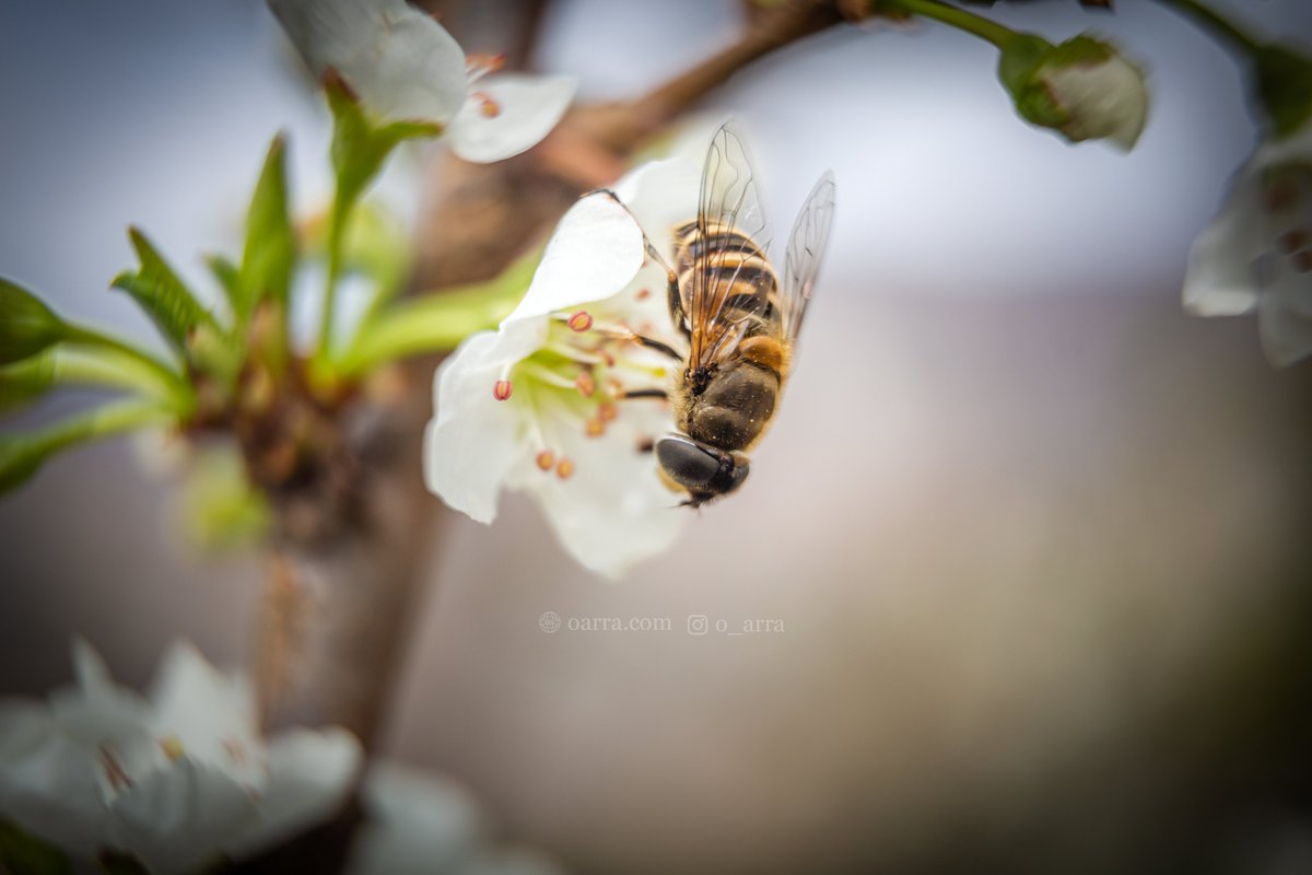 O_arra_'s tweet image. Bloom🌼🌺 &amp;amp; grow 

oarra.com

#spring #springbloom #nature #flowers #bloom #Blossom #TwitterNatureCommunity #shimla #kotkhai #HimachalPradesh #himachal #springflowers