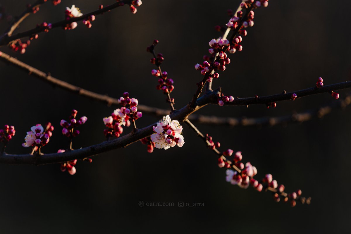 Bloom🌼🌺 & grow 

oarra.com

#spring #springbloom #nature #flowers #bloom #Blossom #TwitterNatureCommunity #shimla #kotkhai #HimachalPradesh #himachal #springflowers