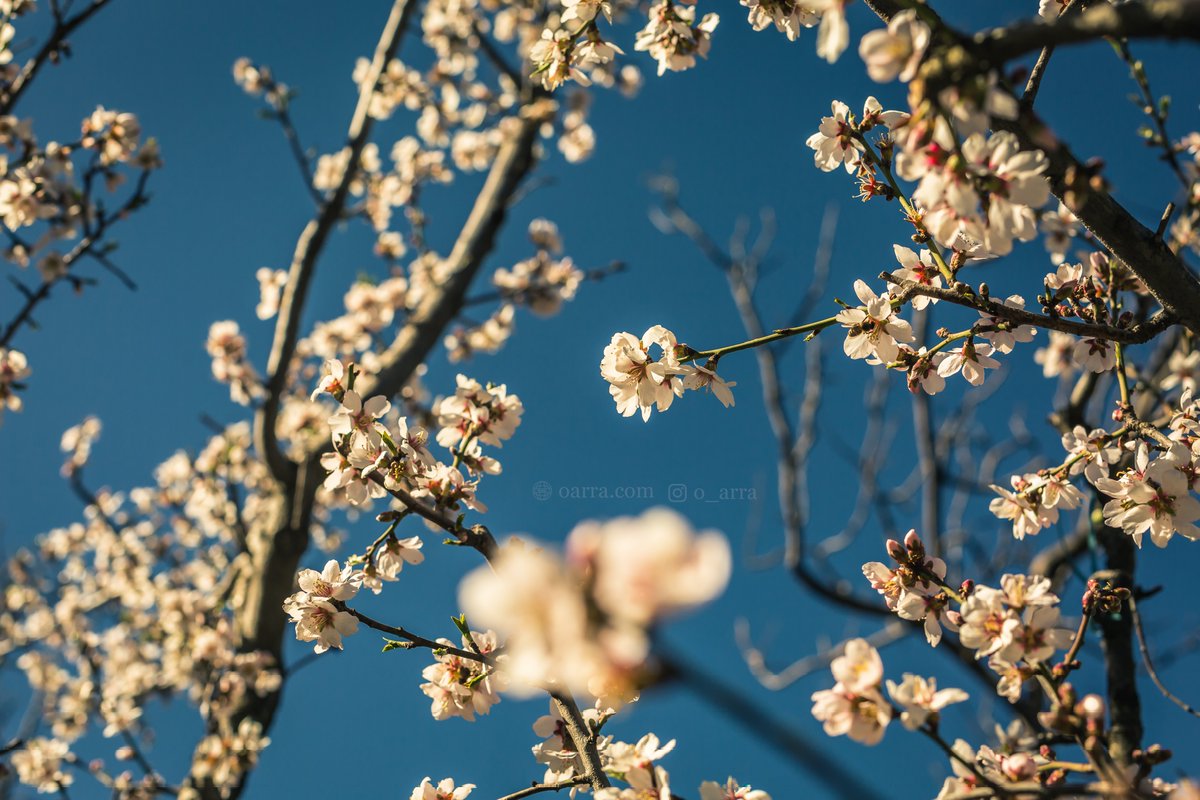O_arra_'s tweet image. Bloom🌼🌺 &amp;amp; grow 

oarra.com

#spring #springbloom #nature #flowers #bloom #Blossom #TwitterNatureCommunity #shimla #kotkhai #HimachalPradesh #himachal #springflowers