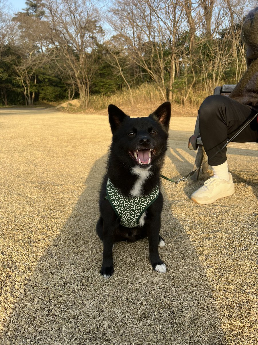 bul_516's tweet photo. 幸せそうに公園散歩してて楽しかった🤍
わんちゃんにも会えて楽しそうやった🐶

#ポメ柴 #ポメラニアン #柴犬 https://t.co/ajUgkAkNra