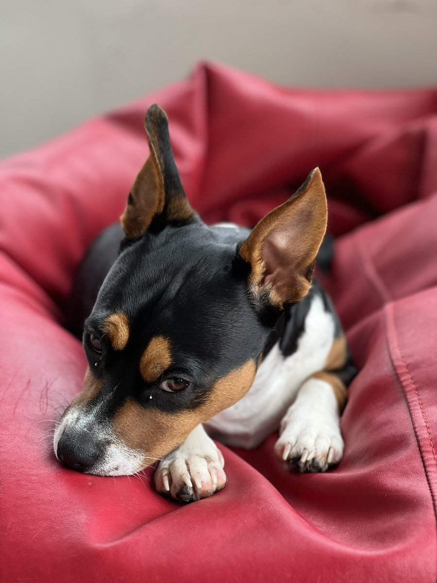 Good morning everyone 💚🇵🇹❤️🐶