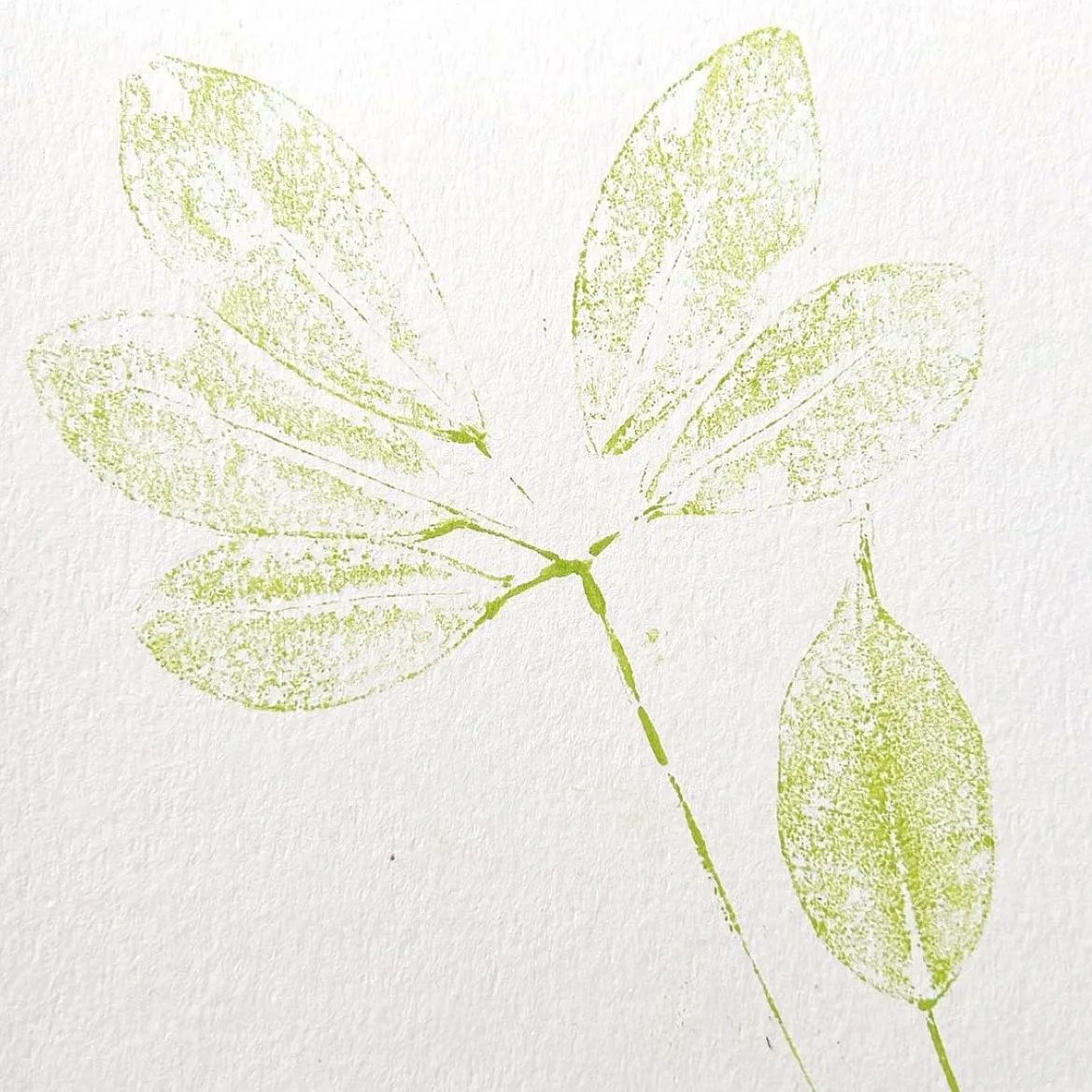 I have been collecting various leaves throughout the year since I did this leaf print last summer.
Not sure whether I should print with them or do some cynotypes? Either way I can't wait to use them x #botanicalprints #dryingleaves #leafprint