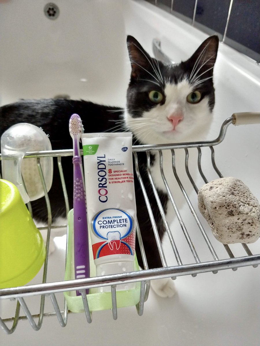 That toothpaste better not be for me… Happy #Caturday from Milo!