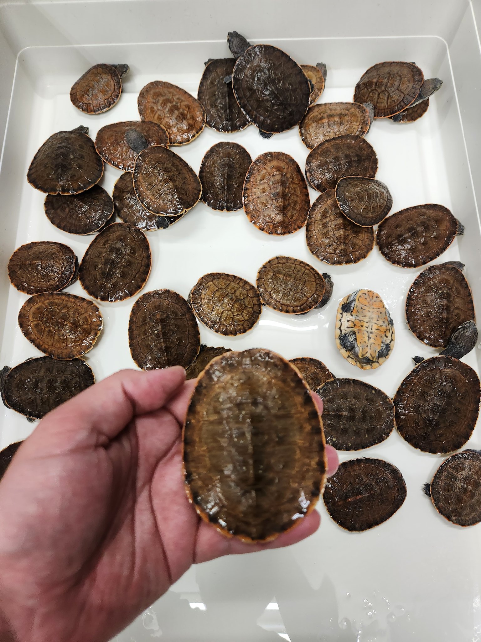 レプタイルズショップ ペガサス (reptile_pegasus) / Twitter