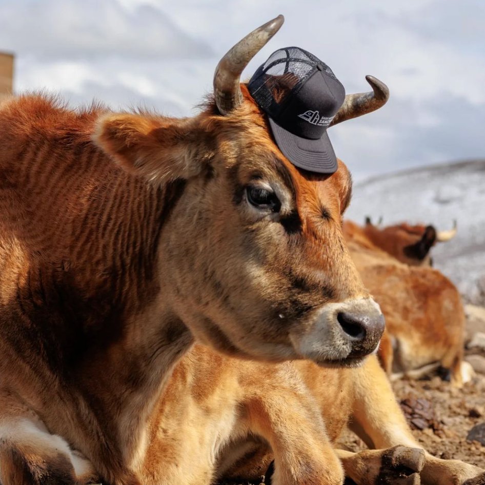 Cow of the Day🐮 tweet media