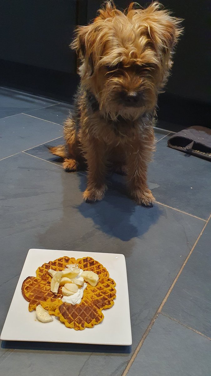 20 month old little Mabel the BT waiting for her sweet potato and banana pancake with natural greek yoghurt #Crufts <a href="/Crufts/">Crufts</a>