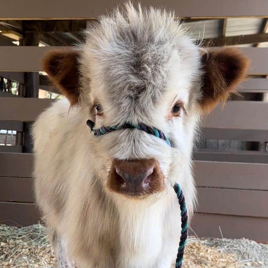 CowoftheDay1's tweet photo. 📅16th March 2023
🐮 Malcom
🏷️ Instagram/riderranch_
💕 #animaloftheday https://t.co/5OMejl98KJ