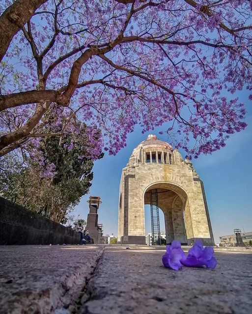 IsadoraAtellier's tweet photo. Buen día
#Jacarandas https://t.co/P6XHQhILM8