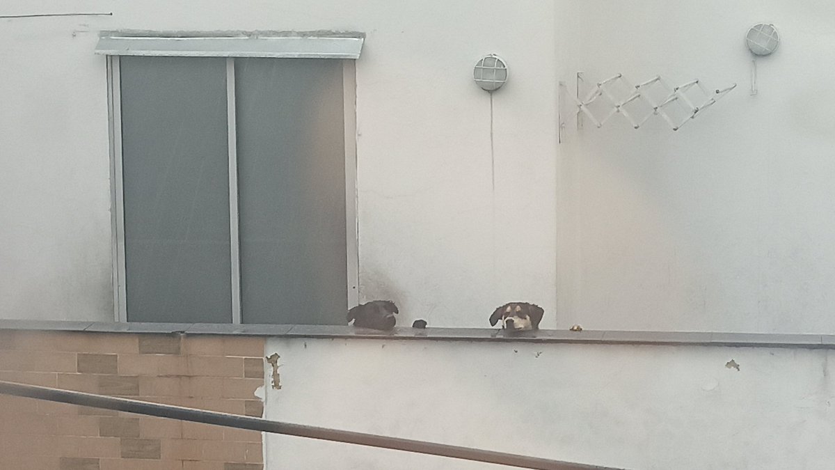AnaMaria_HB's tweet photo. @AnimalesBOG en el barrio Simón Bolívar por detrás del centro comercial metrópolis dejan siempre a dos perritos en la terraza, bajo condiciones de sol, frío y lluvia. Los perritos lloran todo el tiempo, y saltan para que les abran. Por favor hacer algo 
#Denuncia #animal #perro https://t.co/nhK5wO8Mx2