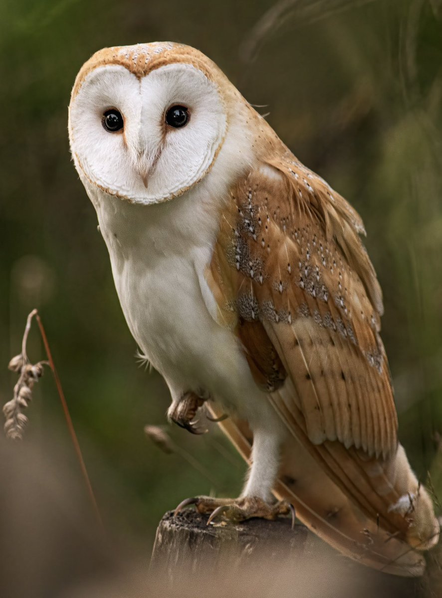 A close encounter with a barn owl. What big eyes you have 🦉🦉
.
.
@BBCSpringwatch @WildlifeMag #birdseenin2023 #britishbirds #nikonuk #Barnowl #thebarnowltrust #