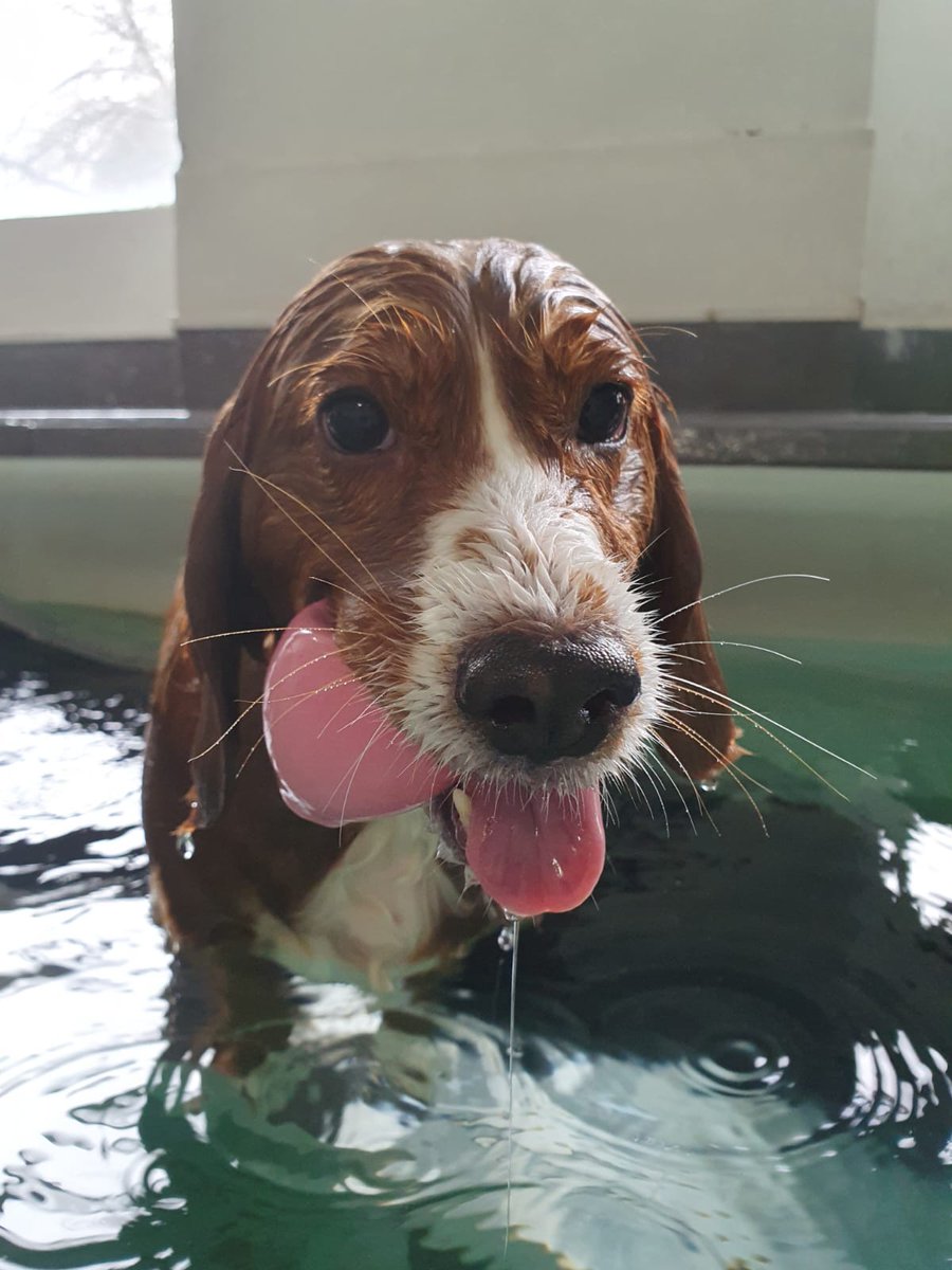 Susie The Cocker Spaniel tweet media