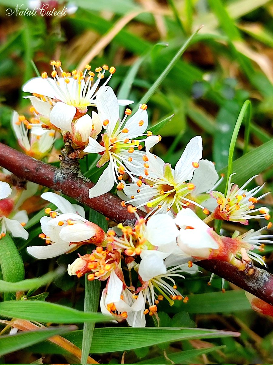 Spring awakening of the first beauty 🥰 ✨🌿💮🌿💮🌿✨ #cuteeli #NaturePhotography #art #love #beautiful #positive #shrub #scenery #gardening #apple_tree #garden #spring #flowers #beauty #nature #blossom #environment #TwitterNatureCommunity #grass