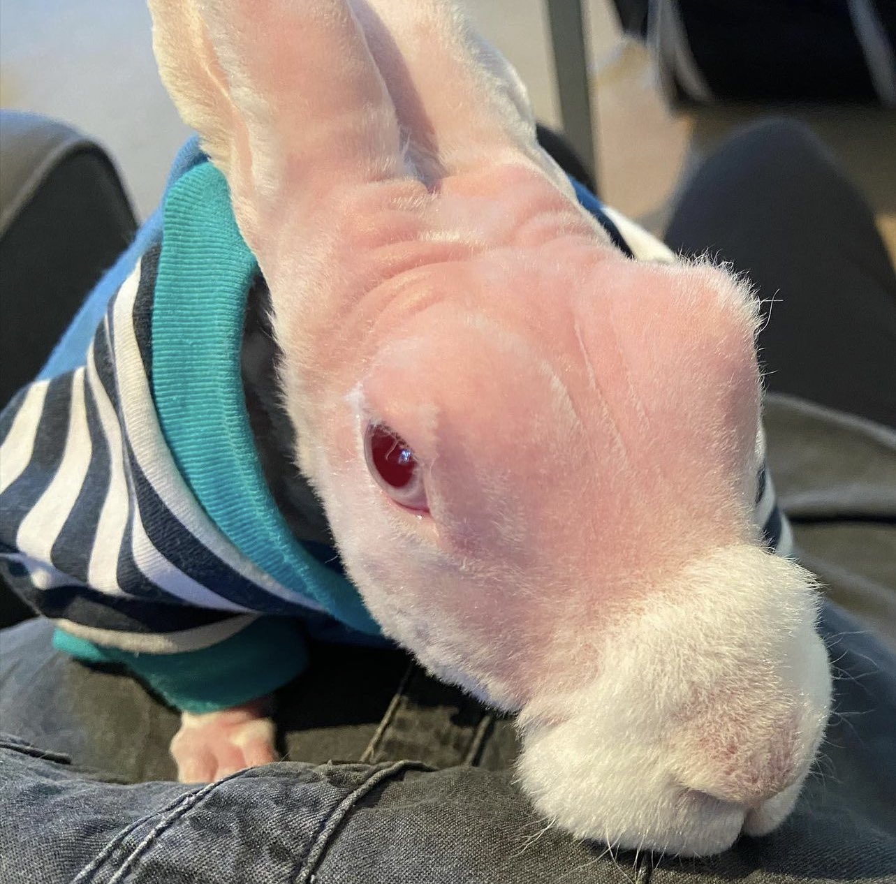 Mr bigglesworth top stuffed animal