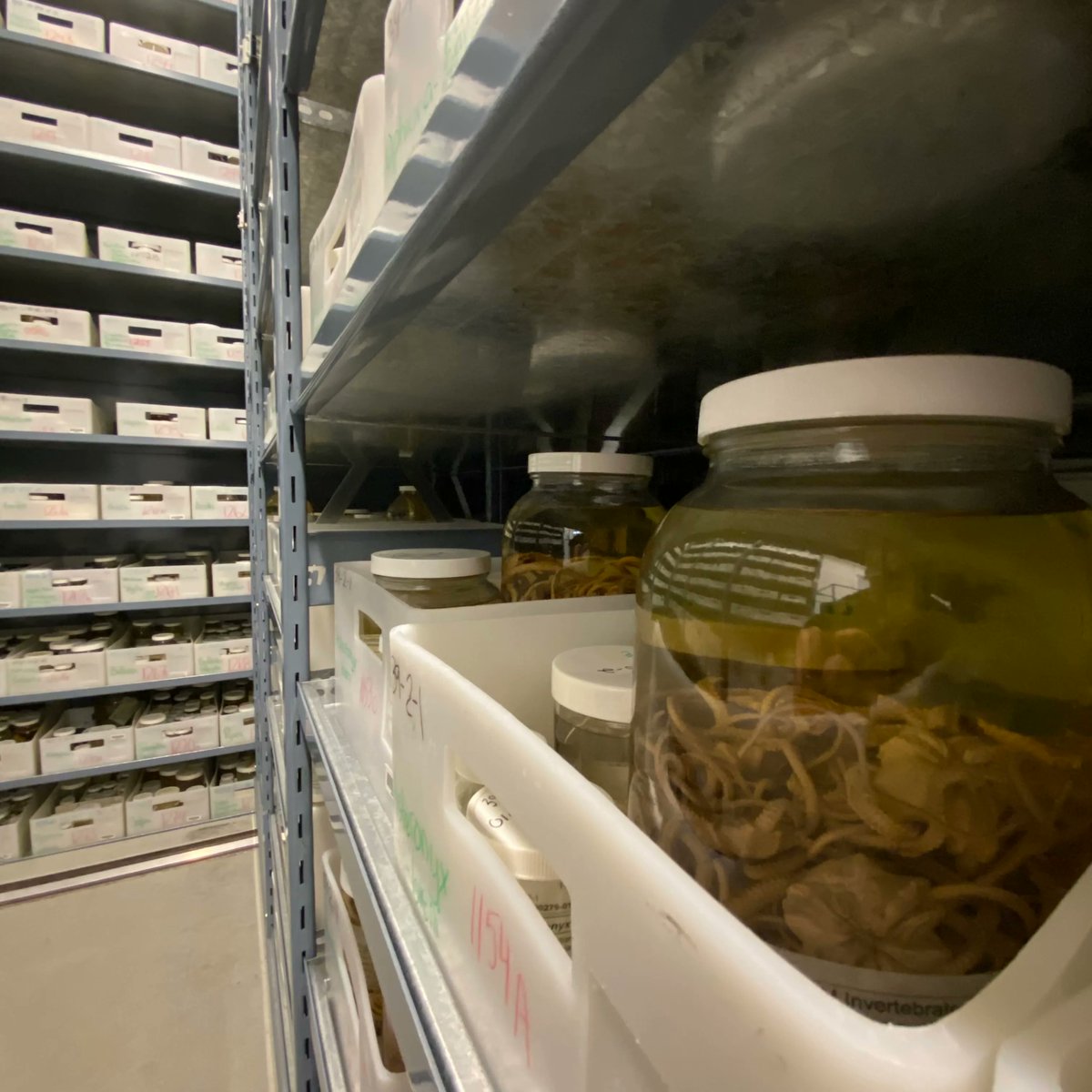 Royal BC Museum on Twitter "Almost 70,000 jars of preserved