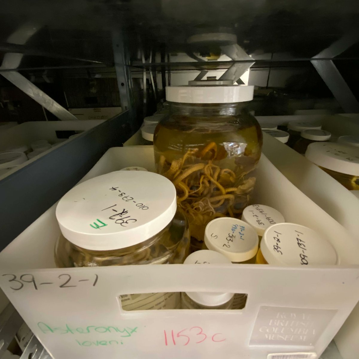 Royal BC Museum on Twitter "Almost 70,000 jars of preserved