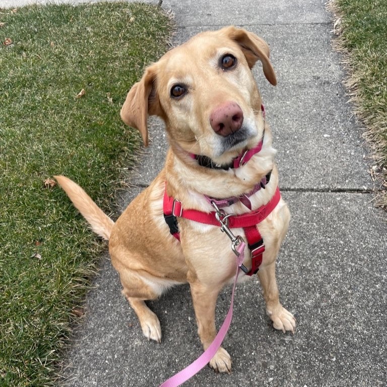 TailchasersInc's tweet image. We get to spend our days walking all of our awesome friends.  Where is your favorite place to walk with your pup?  #rescuedog #dogtrainingadvice #dogtrainersofinstagram #adoptdontshop#deerpark #desplaines #arlingtonheights #prospectheights #longgrove