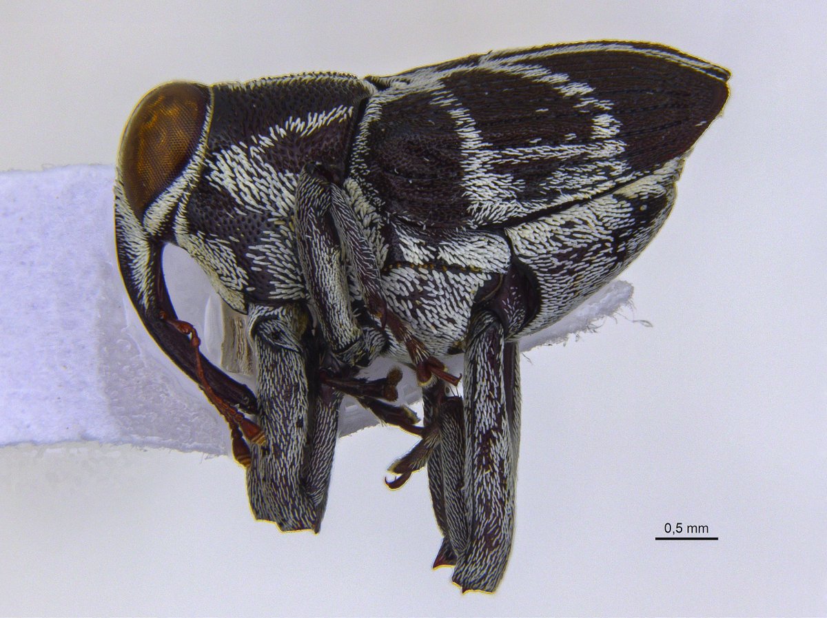 Ederson_liver's tweet photo. Bonitão!
#weevil #conoderinae #coleoptera #curculionidae #gorgulho https://t.co/o9qq6VOR8U