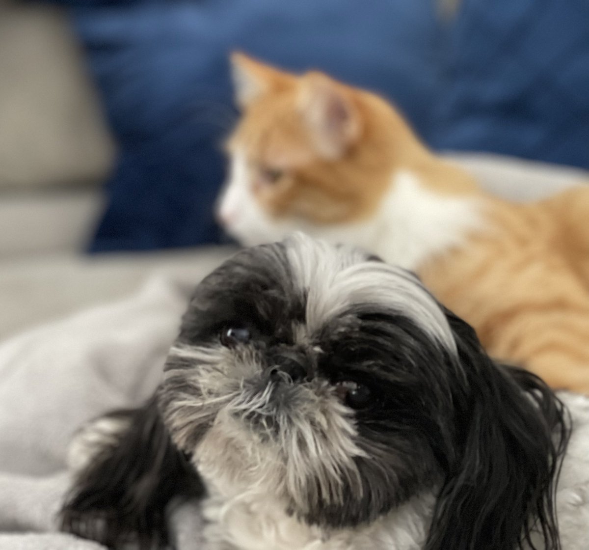 smkleiman's tweet photo. Mew doesn’t need to look at the camera. #CatsOfTwitter #Caturday #Cats #CatsAreFamily https://t.co/1JALNdDjtA