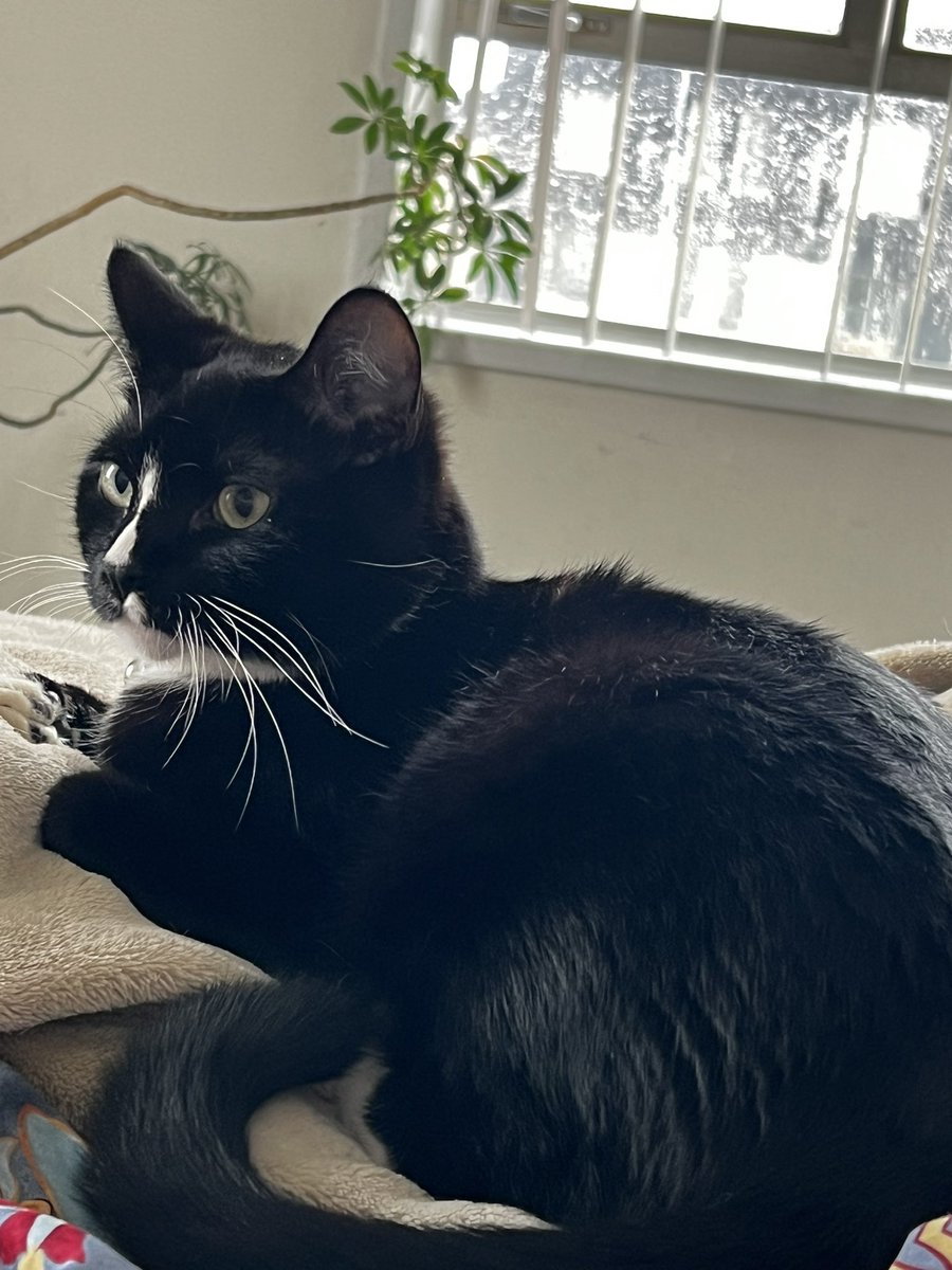 park_brea's tweet image. Contemplating another rainy #Caturday at the PLB. What are your #kittehs &amp;amp; #doggos doing?