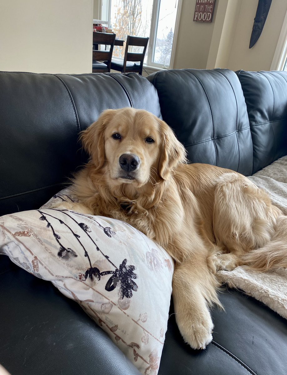 Happy Saturday Frens! Don’t forget to move your clocks tonight and prepare for next week’s melt in #yyc Spring is coming! ❤️🐾 #ellie #saturdayvibes #springiscoming #DogsofTwittter