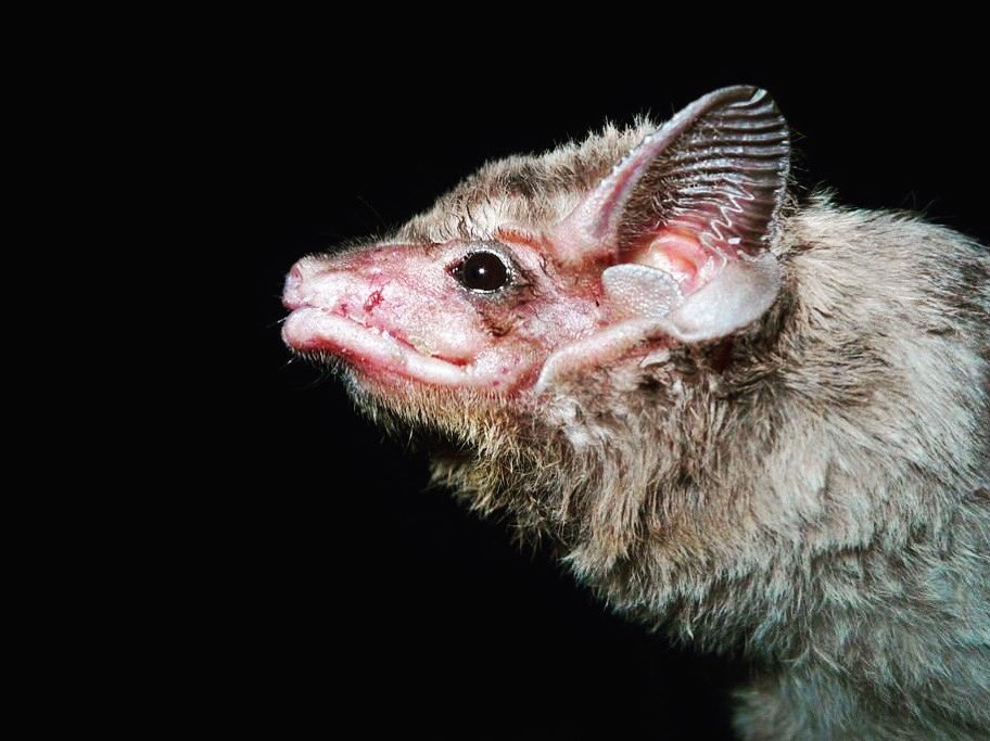Happy #baturday! We are back again with another bat! This week, we are introducing the Egyptian tomb bat (Taphozous perforates). To learn more: instagram.com/p/Cpp6yK7udQG/…

Photo credit: Jakob Fahr