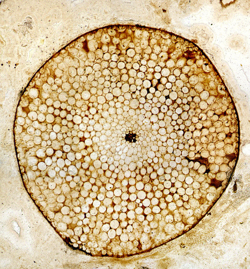 FossilBonanza's tweet photo. I know I post this a lot but it's so cool. At Rhynie Chert in Scotland, ancient volcanic springs almost instantly petrified the ecosystem giving us detail right down to the cellular level as seen in this plant stem cross-section. So wild!
#TotallyRadWeek #Paleontology https://t.co/bDeYa0ZMwl