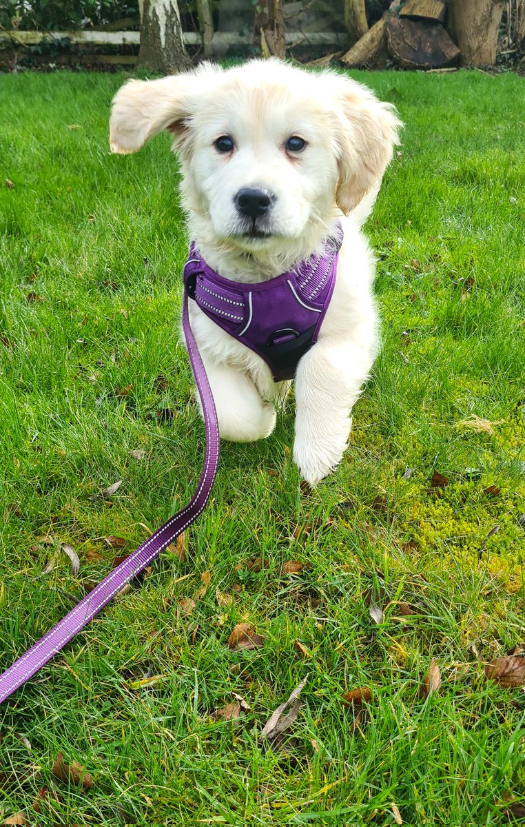_KatieJane's tweet photo. @Crufts @clarebalding @Crufts Sally, 12 week old Golden Retriever https://t.co/BTd1YEVR49