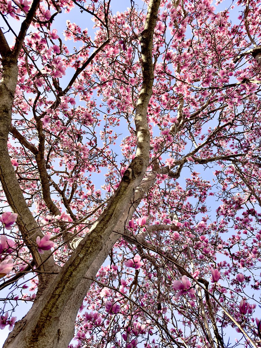 the trees are waking up…