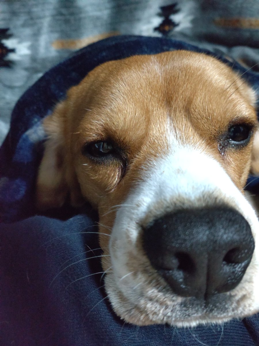 🐶⭐Andy「WBCばっか観て俺のこと相手してくれへん」
 #WBC2023  #日本対チェコ