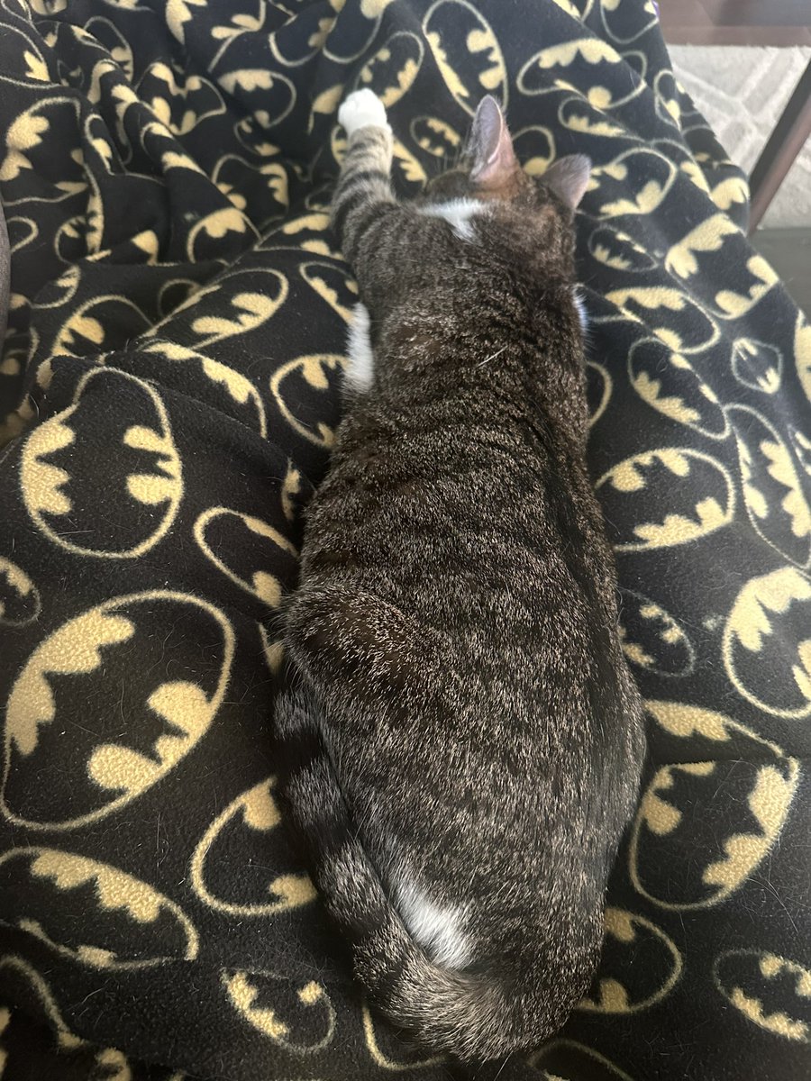 LittleGuyLink1's tweet photo. Itโs a beautiful sunny #Caturday and mom doesnโt have to work for once so Iโm taking advantage by napping on her lap! What are you doing today furiends? #CatsOfTwitter #SleepyBoy #LongBoy https://t.co/tSVpn4d0CE
