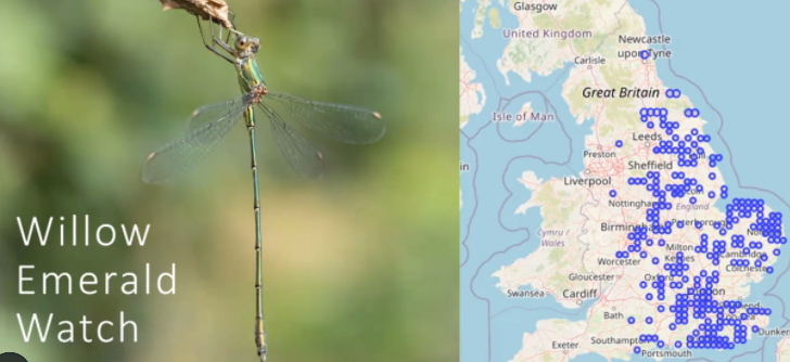 ScotlandBds's tweet photo. Updates from BDS staff across the UK now - the Willow Emerald has now been seen in NE & NW England, and the Northern Damselfly project is now complete with 2 more ponds in the #Cairngorms. #KeySites #TeamDragonfly https://t.co/NCIdAmdGiL