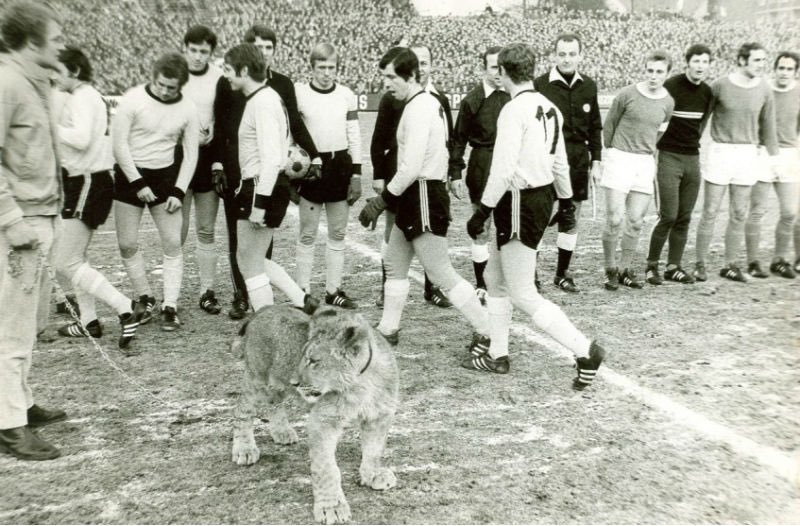 FussballBR's tweet photo. 🇩🇪 𝗘𝗡𝗧𝗥𝗘 𝗖𝗔̃𝗘𝗦 𝗘 𝗟𝗘𝗢̃𝗘𝗦! 🐶🦁

Em 1969, o Borussia Dortmund colocou seguranças com cães na partida contra o Schalke 04, com o intuito de manter a ordem no lotado estádio Rote Erde. 

Após o Schalke 04 abrir o placar com Hans #Pirkner, os muitos torcedores que lá estava invadiram o gramado. Numa falha tentativa de por ordem na casa, os seguranças entraram em ação no campo, o que ocasionou em dois jogadores do Schalke 04 mordidos por pastores alemães.

O Dortmund ainda empatou aquele jogo no segundo tempo, o que apimentou eternamente a rivalidade das equipes.

Na partida do returno no Glückaufkampfbahn, já em 1970, os Azuis-Reais levaram filhotes leões até o estádio com o intuito de intimidar os arquirrivais, que pensavam que ali haveria uma eventual retaliação.

#S04BVB #Revierderby