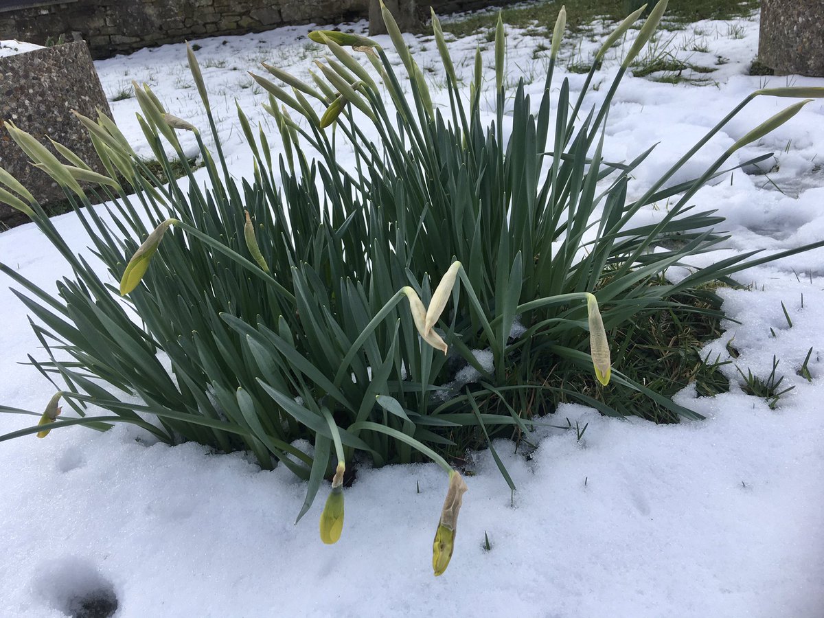 FloralRainbowAW's tweet photo. A fair amount of snow still crunchy underfoot on my #MiddayWalk Chaffinch, Sparrow, Magpie & Dunnock in the cemetery, wind has dropped but still cold 🥾⛄️❄️🌼 https://t.co/9mJupeZchZ