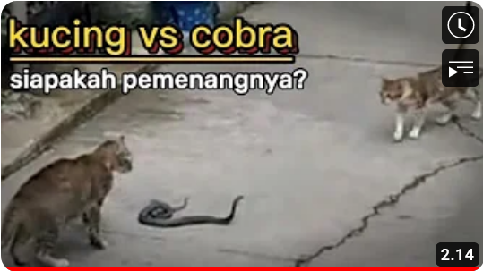 yt_Sobat_viral's tweet image. ular vs kucing
youtu.be/C3e_Q2Rvh4E
#animals #ular #kucing #cat #wildearth