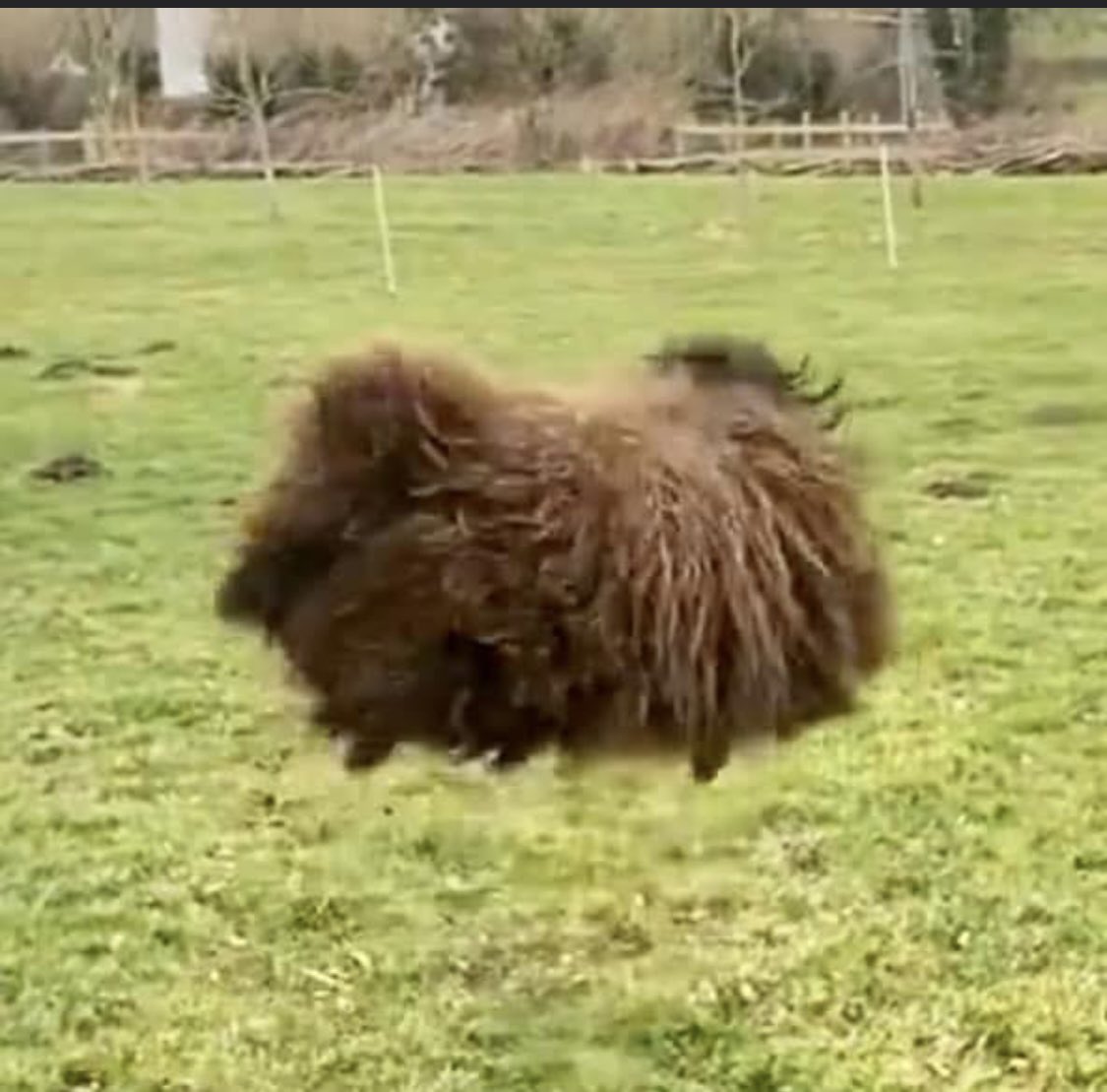 jellybean1901's tweet photo. On a miserable, drab, cold day what better than my all action Ouessant sheep, Sunflower and pals, to cheer you up 🤣🤣🤣. #Ouessant #flyingsheep #sheepoftwitter https://t.co/d3nbwM64IC