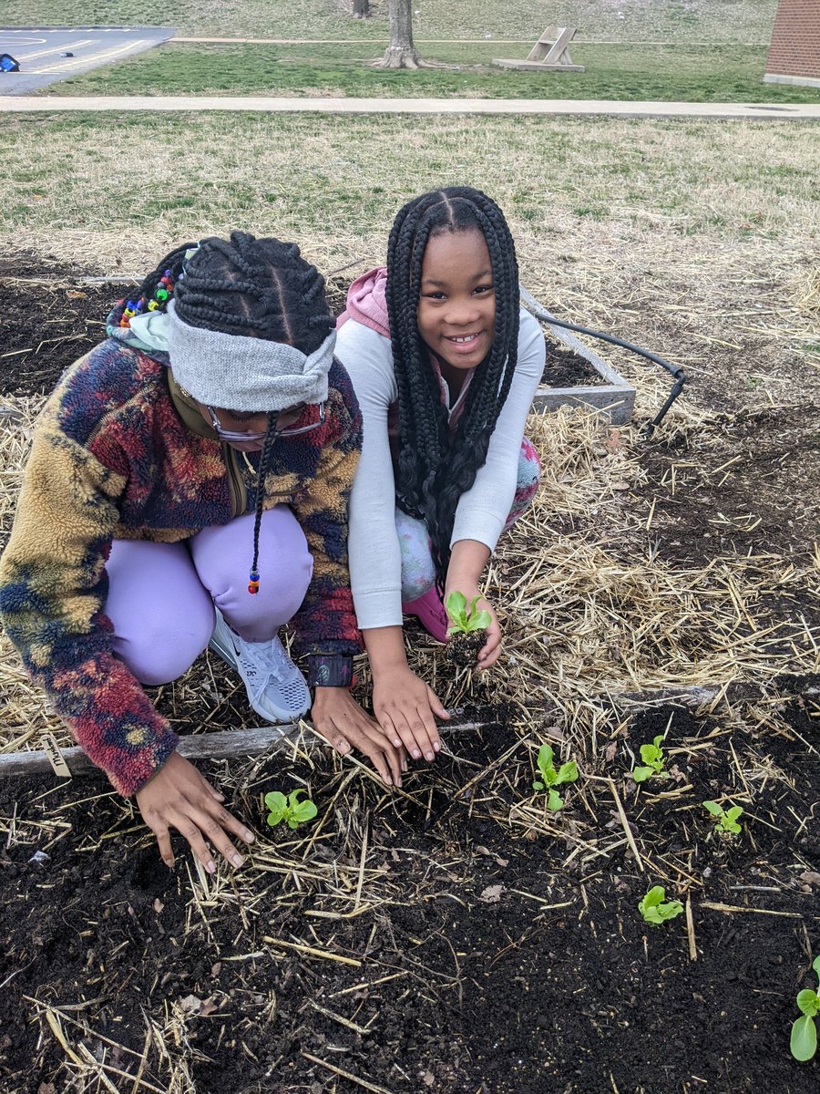 Beets, lettuce and bok choy oh my! <a href="/DerbyDragons/">Derby Ridge School</a> scholars planted their garden  with help from <a href="/ColumbiaUrbanAg/">CCUA</a>